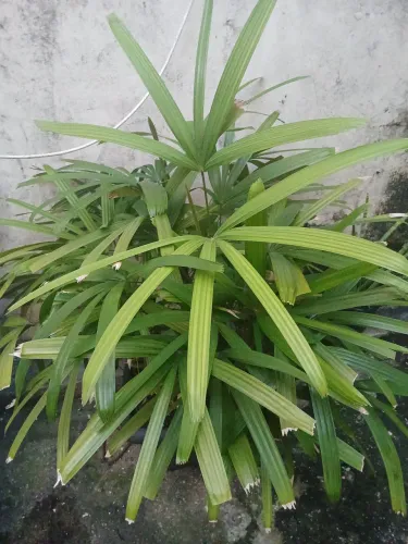 Plantas Naturais