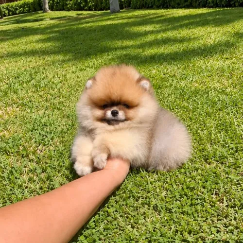 Ursinhos Anões Lulu da Pomerânia com Pedigree