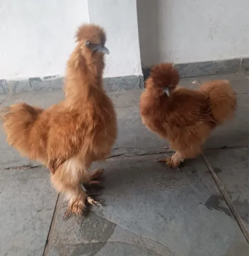 Vendo casal de sedosa do Japão