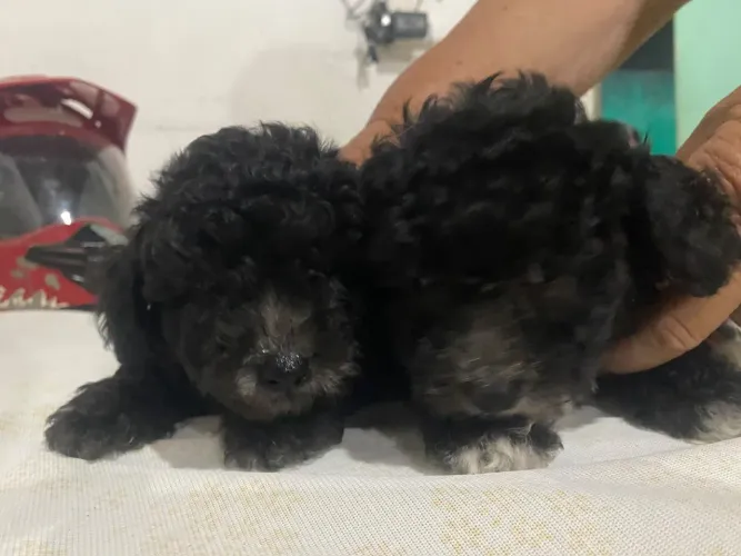 Poodle toy por R$ 650