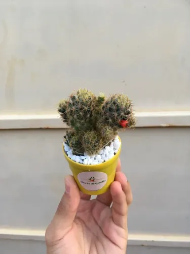 Mini cacto-mamillo-do-Texas (unidade)
