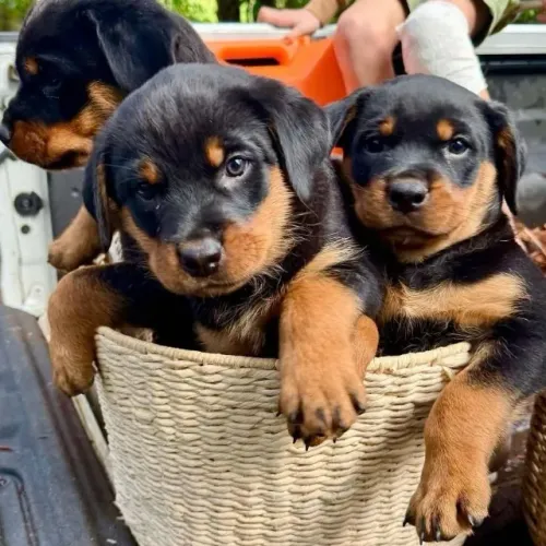 Filhotes de Rottweiler | Filhotes dóceis e brincalhões!
