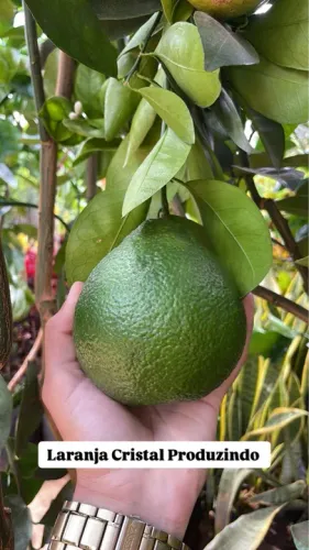 Mudas de Limão, Laranja, Mexerica Produzindo 