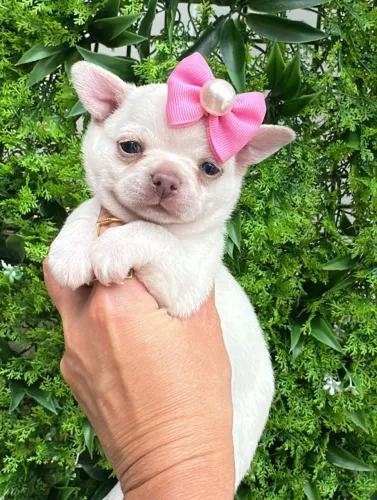 Chihuahua fêmea Pêlo curto carinhosa, saudável e alegre