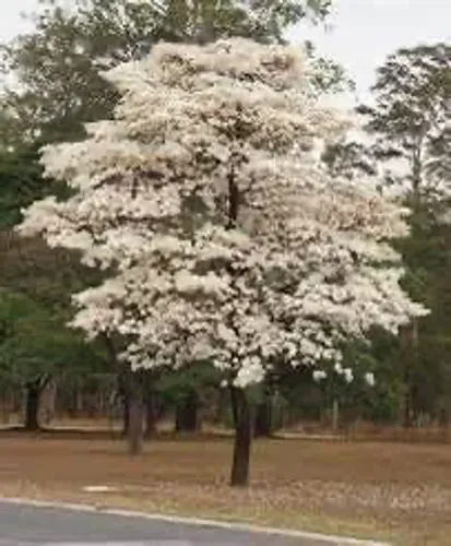 Ipê Branco