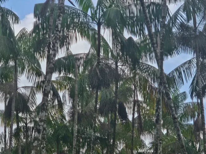 60 hectares com 52 hectares de açaí em produção todo irrigado e escriturado R$ 3 milhoes