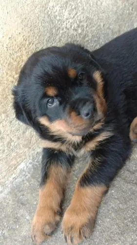 Rottweiler macho filhote com 55 dias vacinado e com pedigree garantias em contrato