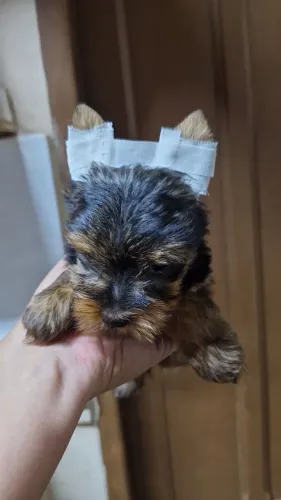 Yorkshire  fêmea  pequena