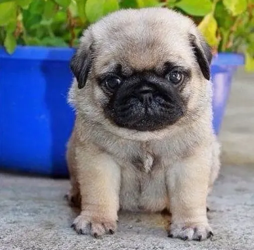 Cativantes Filhotes de Pug