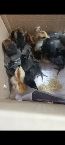 Pintinhos de GSB - Galinha Sertaneja Balão