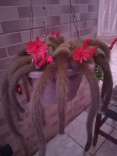 Planta rabo de macaco