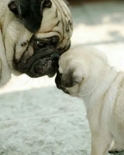 Dois filhotes de Pug para companhia e carismaticos