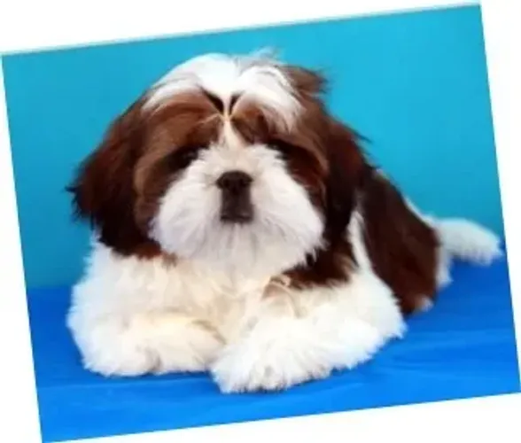 Shih-Tzu Micro Branco Fêmea - Beleza e Carinho em um Só Filhote!