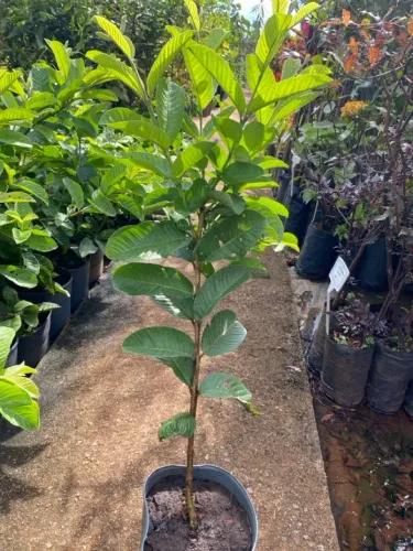 Muda de goiaba tailandesa 