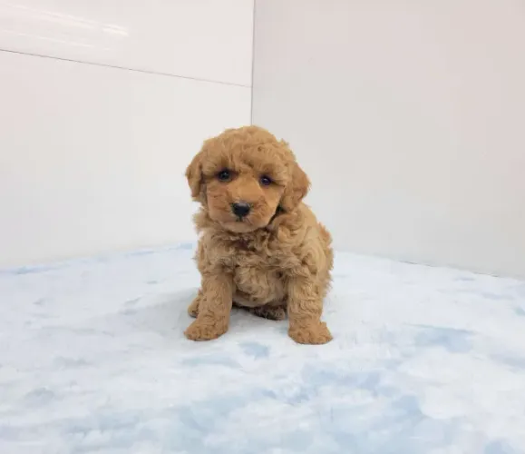 Poodle mini apricot premium e doce