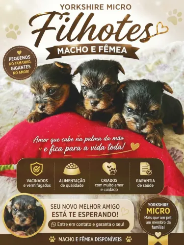 Mini fofura