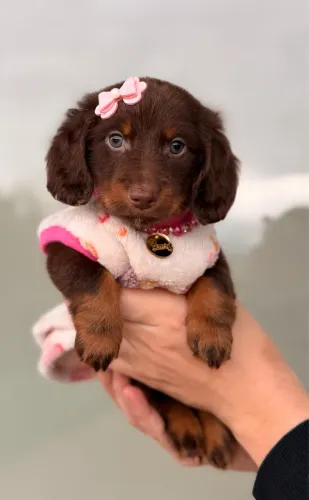 Dachshund Pelo Longo Fêmea