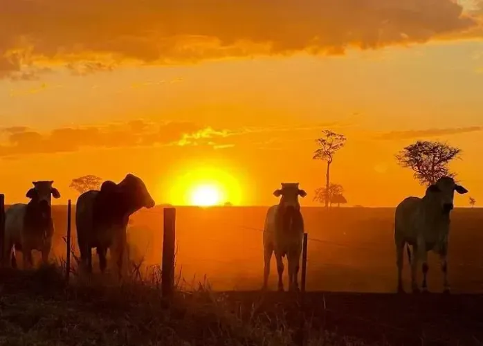 FAZENDA DE ALTO PADRÃO À VENDA REGIÃO DE OURINHOS E PLATINA/SP