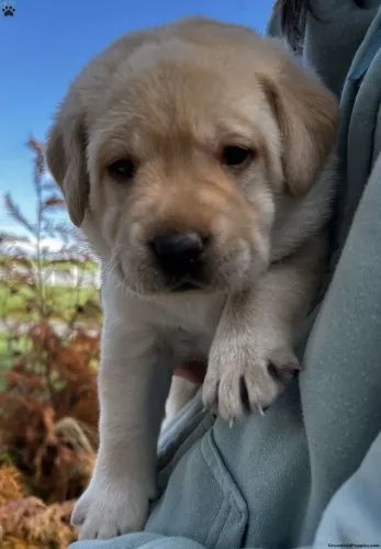 Labrador | Filhotes prontos pra receber carinho 