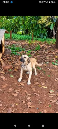 Fila brasileiro fêmea