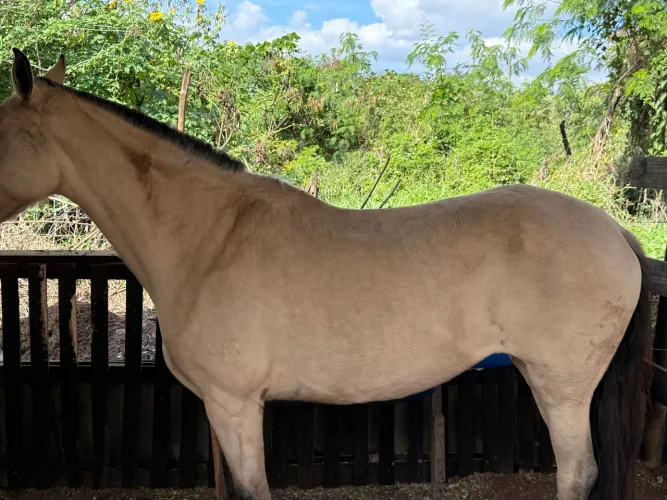 Égua mangalarga 