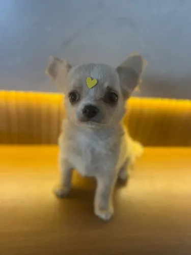 chihuahua pelo longo