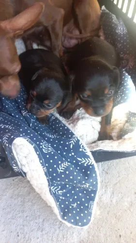 Vendo pincher fêmea 1000 macho 800