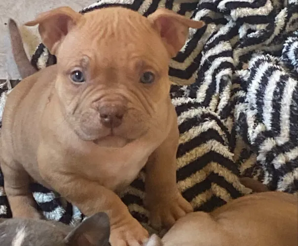 American Bully pocket troco por iPhone 