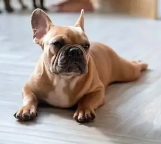 Vendo buldog francês fêmea 