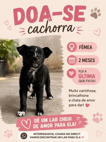Doacao cachorro