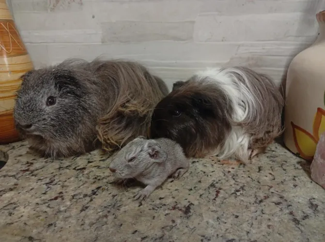 Porquinho da índia pelos longos e curtos