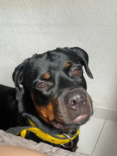 Doação de Rottweiler