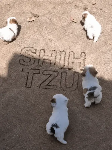 shih tzu