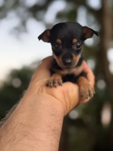 Pinscher micro alto padrão ( VENDA )