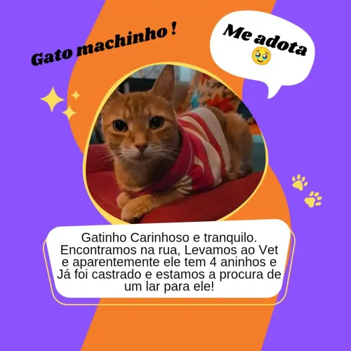 Pet laranja 