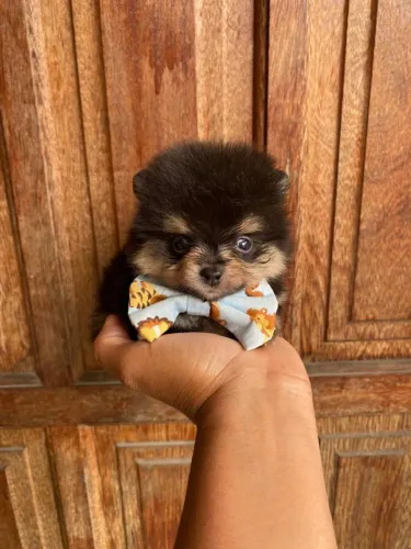Lulu da Pomerânia 
