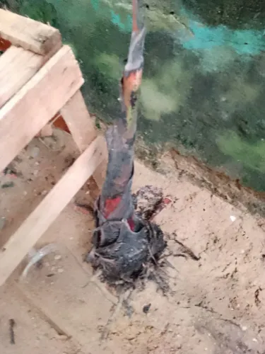 Mudas de banana roxa