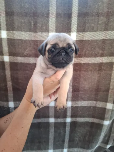 Filhotes de pug 