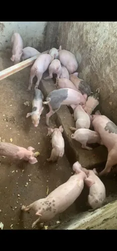 Porcos