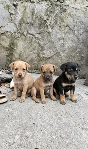 PINSCHER NÚMERO 2 FEMÊAS