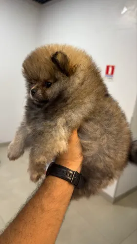 Filhote Lulu da pomerânia 