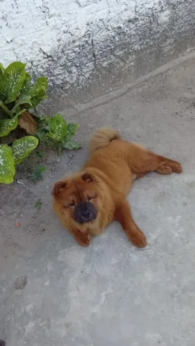 Chow Chow cruzar