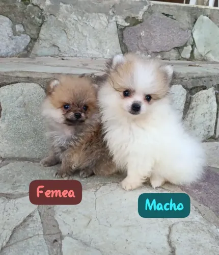 Lulu da Pomerânia Anão disponíveis