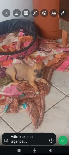 Vendo filhote de pinscher