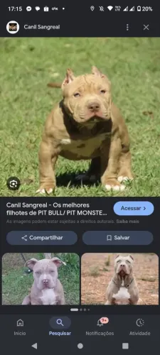 Quero comprar um filhotes de Pitbull Monsters macho agora que faça entregar 1mil