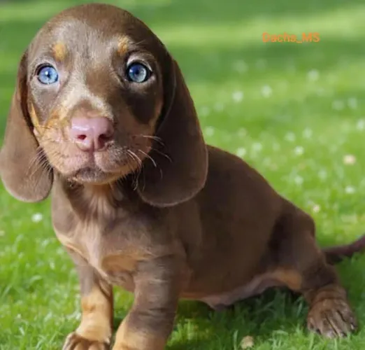 Dachs chocolate kanichen pedigree 