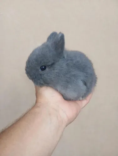 Mini Coelho netherland