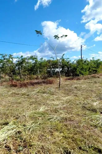 Terreno 55x77 na CE-065 entre Maranguape e Palmácia- CE