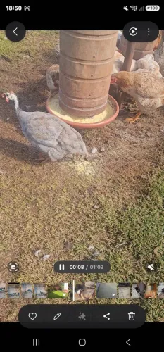 CASAL ANGOLAS ADULTAS