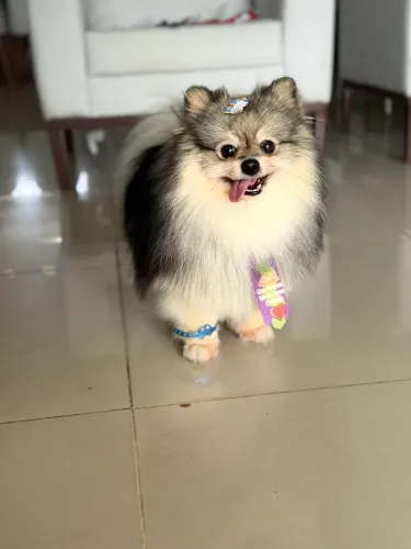 Spitz alemão macho para cruzar